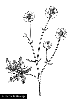 Meadow buttercup vector illustration. Hand drawn summer flower sketch. Wildflower drawing isolated on white background. Gardens, meadows or woodlands flowering plant. Floral design element in